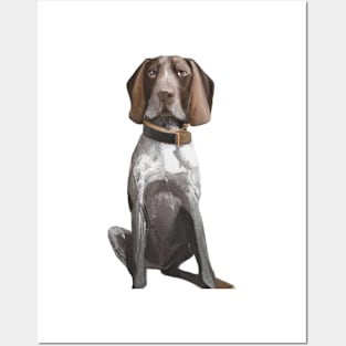 Cute German Shorthaired Pointer Drawing Posters and Art